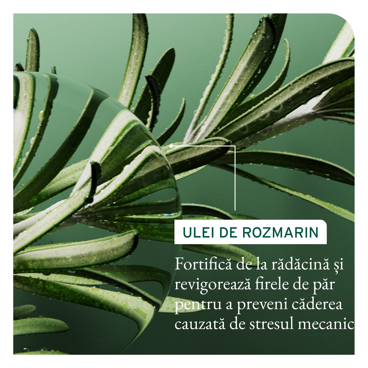 Biolage Full Rescue Invigorating Scalp Serum – Ser fortifiant pentru prevenirea căderii părului, cu ulei de rozmarin și niacinamide – 50ml