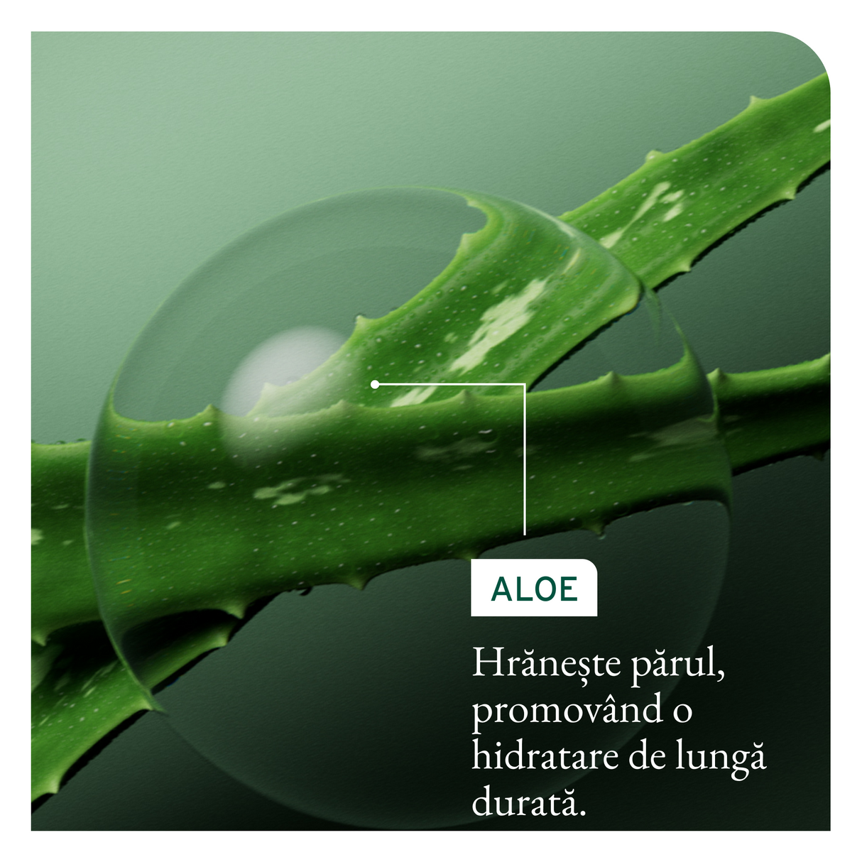 Biolage Hydra Source – Balsam Hidratant cu Aloe Vera și Acid Hialuronic pentru Toate Tipurile de Păr 236 ml