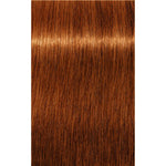 Schwarzkopf Professional Igora Royal Absolutes Vopsea permanentă 60 ml
